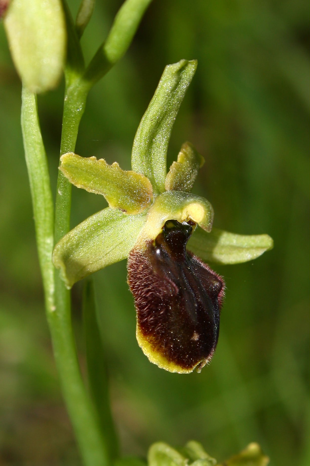 Ophrys sphegodes da determinare-1